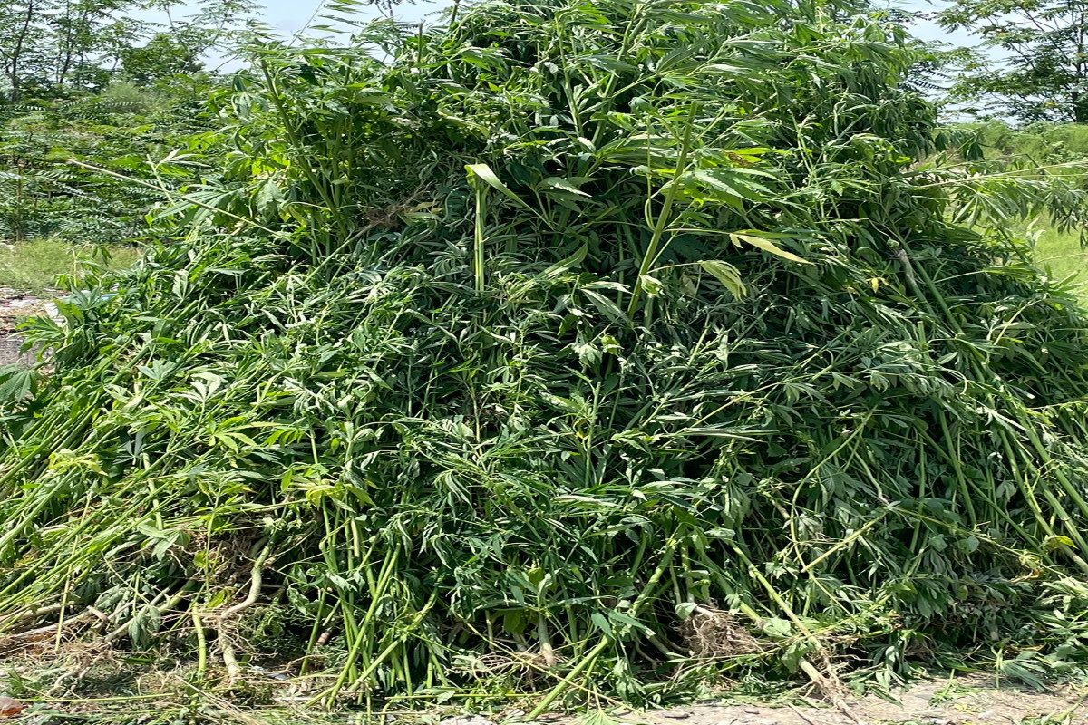 Xocavənddə narkotik əməliyyatı