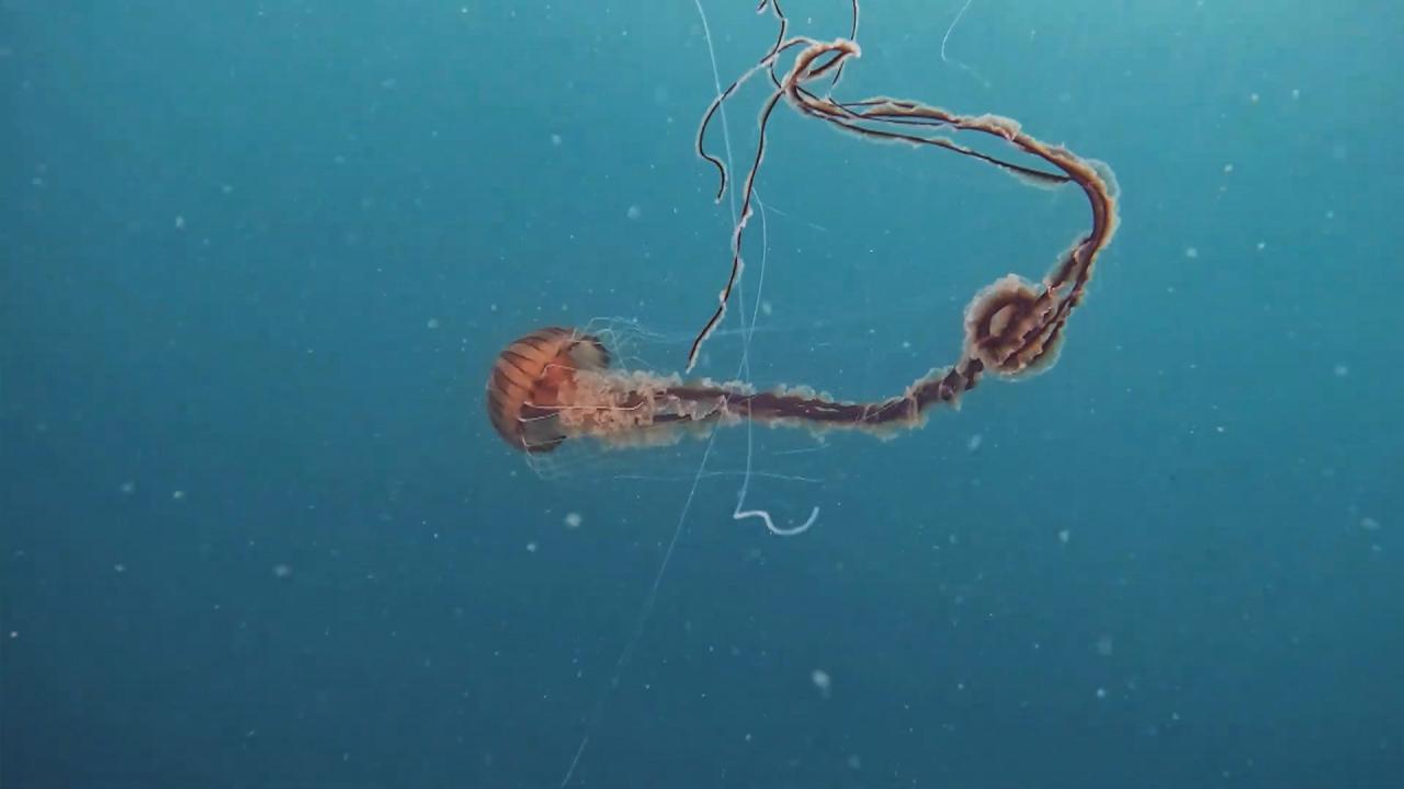 İstanbul sahillərində nəhəng meduza aşkarlandı - FOTOLAR