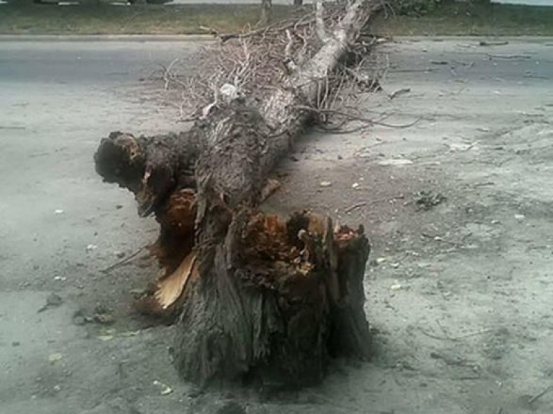 Güclü külək nəticəsində bağlanan yollar AÇILDI