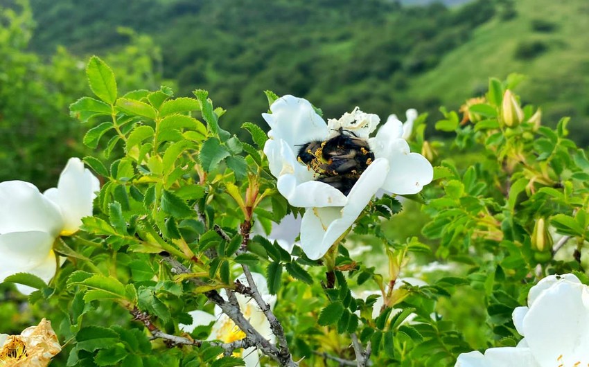 Heydər Əliyevin sərəncamı ilə yaradılan ilk milli parkdan FOTOLAR