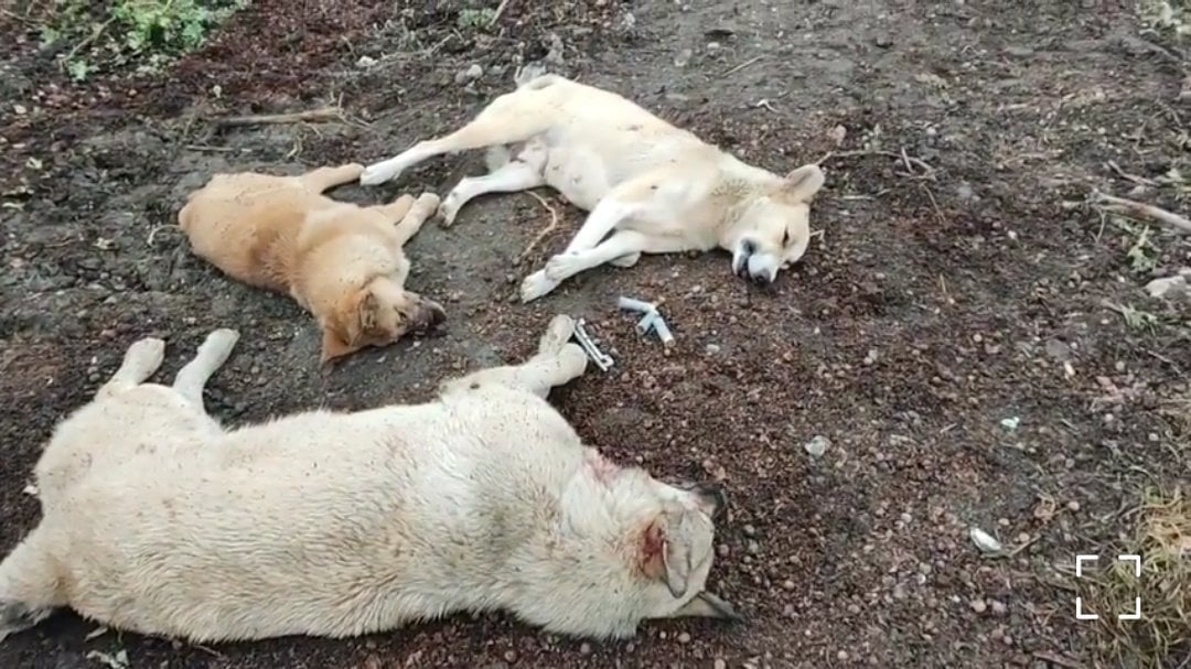 Sumqayıtda sahibsiz itlər güllələnib