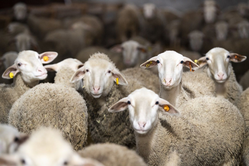 Qurbanlıq heyvanların satış və kəsim yerləri - SİYAHI