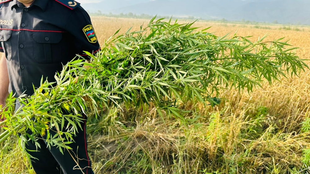 12 ton narkotik bitkisi məhv edildi