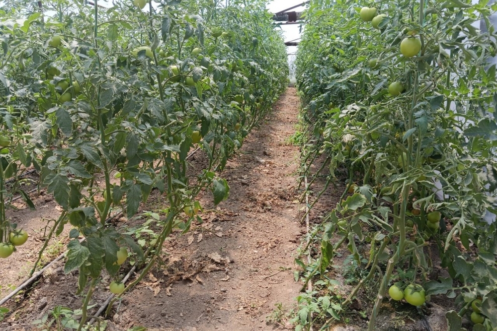 Yeni pomidor hibridlərinin sınaq əkininə başlanılıb - FOTOLAR