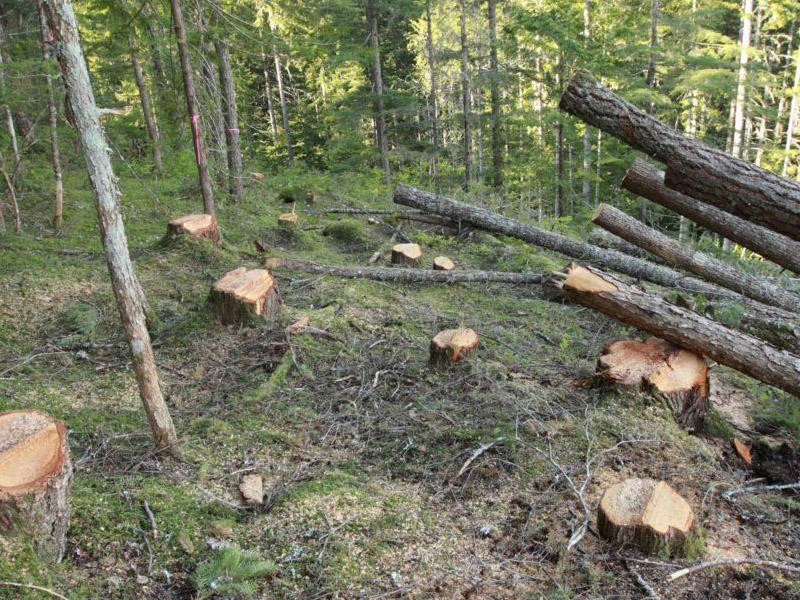 İki şəhər və dörd rayonda ağackəsilmə ilə bağlı cinayət işi başlanıldı