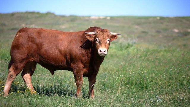 1600 kiloqram ağırlığında qurbanlıq heyvan