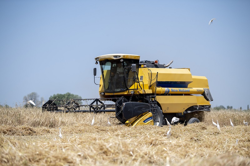 Taxıl sahələrinin 38,9 faizi biçilib - FOTOLAR