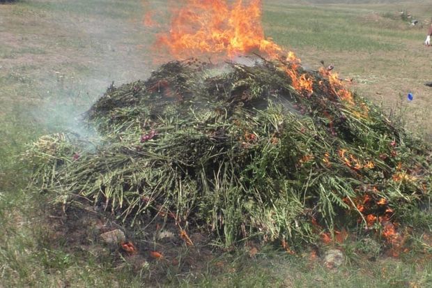 Yardımlıda 1,5 tondan artıq xaşxaş kolu yandırıldı - FOTO