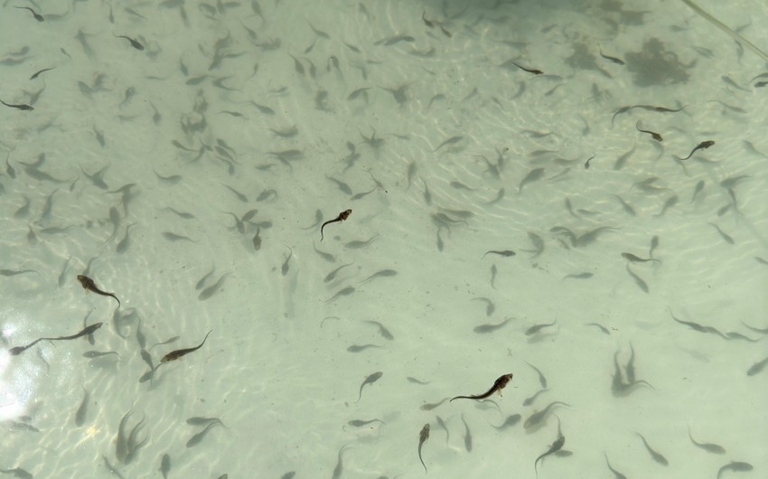 Kür çayına balıq körpələri buraxıldı - FOTOLAR