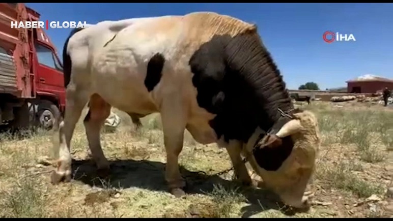 Qurbanlıq heyvanın qiyməti eşidənləri şoka saldı