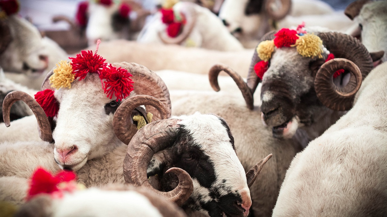 Ən ucuz qoyun Azərbaycandadır - Qurbanlıq qiymətləri