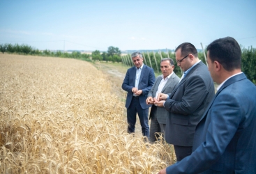 Nazir İsmayıllıda taxıl biçini prosesində iştirak etdi - FOTO