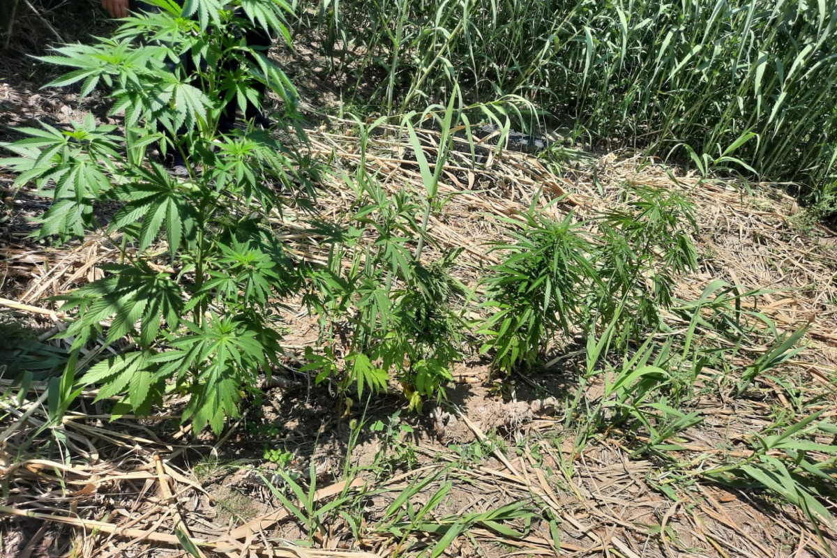 Naftalanda narkotik yetişdirən şəxs saxlanıldı