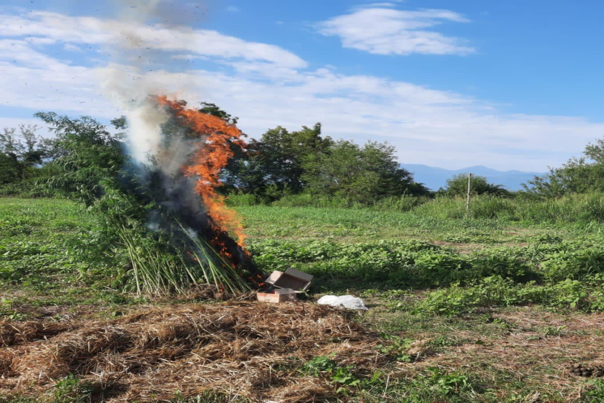 4 tona yaxın narkotik məhv edildi