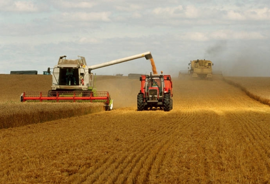 Növbəti iki ildə taxıl istehsalı rekord həddə çatacaq