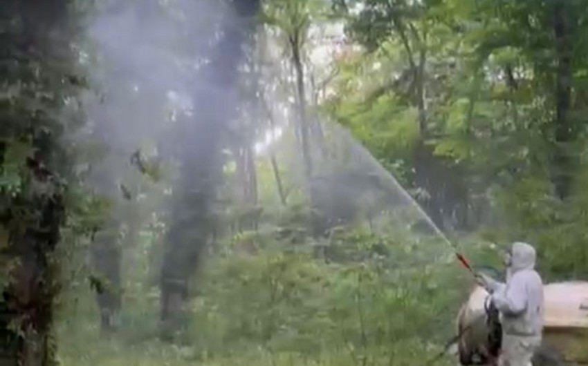 Meşələrdə zərərvericilərə qarşı dərmanlama işləri aparılır