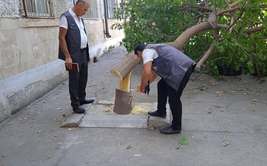 Tut ağacını kəsən qadın imiş...