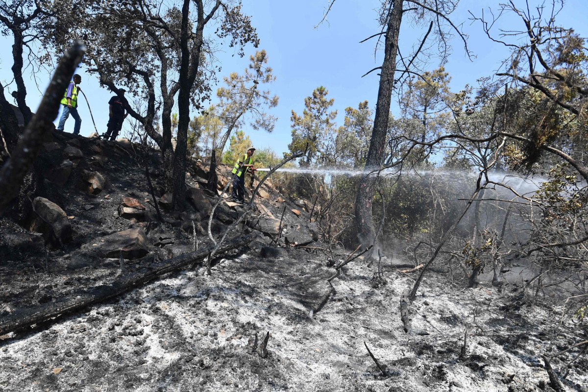 Meşə yanğınları nəticəsində 15 nəfər öldü