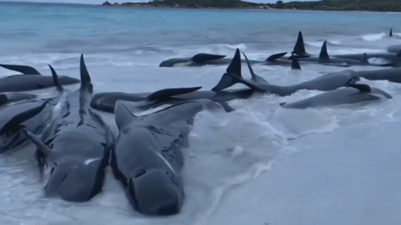Çoxlu sayda balina sahilə çıxdı, 51-i tələf oldu