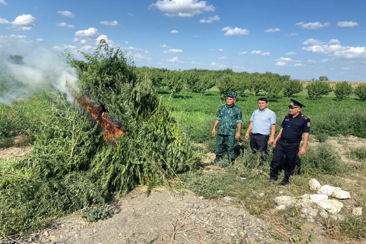 Qazaxda 8 ton çətənə kolu məhv edildi