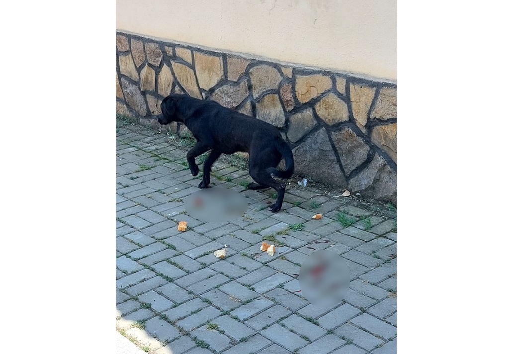 Küçə itinə atəş açan şəxslə bağlı araşdırma aparılır
