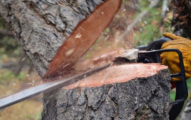 Rayonlarda ağacların qanunsuz kəsilməsi faktları müəyyən edildi