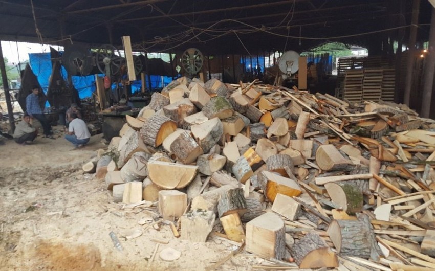 Qanunsuz yolla əldə edilmiş meşə materialı aşkarlandı