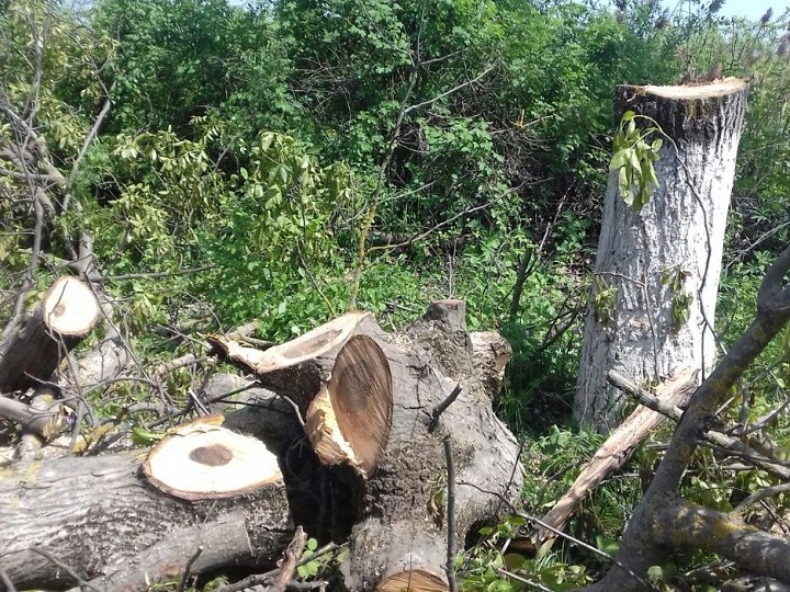 Lənkəranda 88 ağacın kəsilməsinə görə cinayət işi açıldı