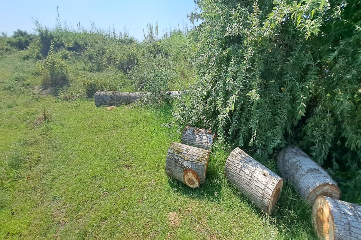 Zərdabda ağac kəsənlər SAXLANILDI