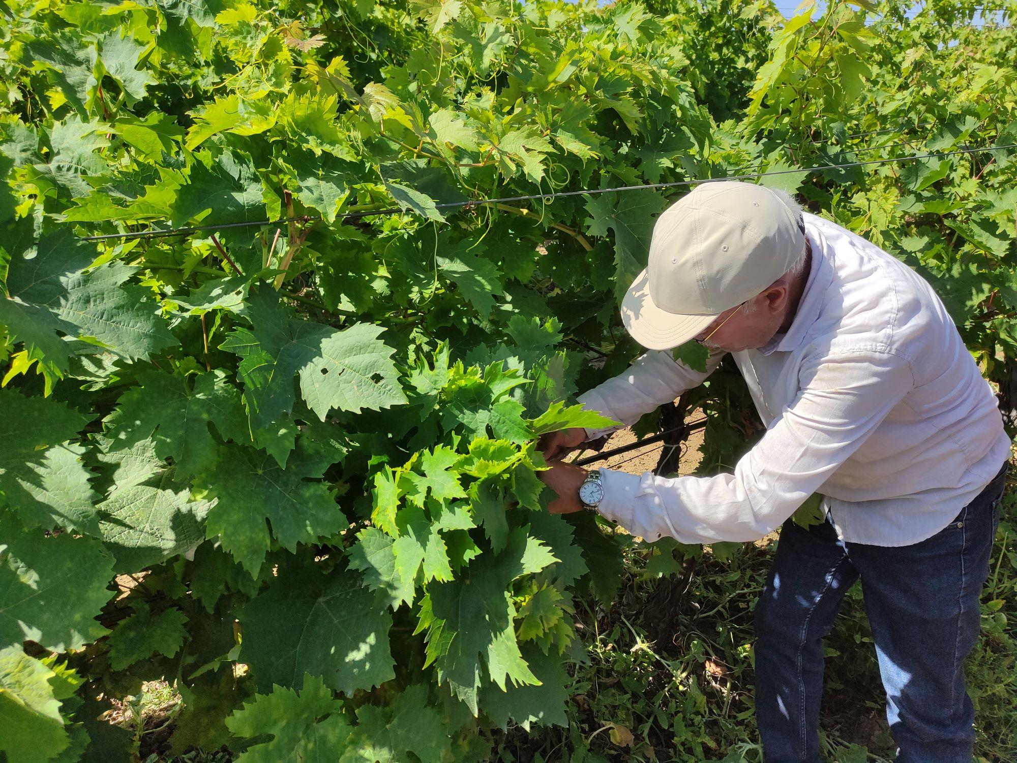 Dolu vurmuş üzüm bağına dəymiş zərər hesablanır - FOTO