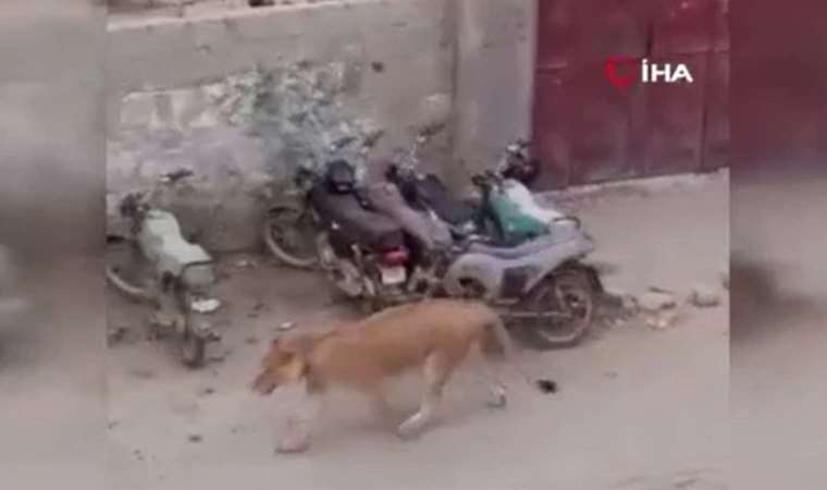Aslan maşından qaçdı: Küçədə panika yarandı - VİDEO