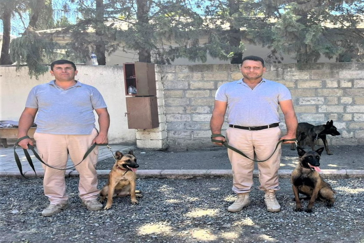 ABŞ Azərbaycana 81 minaaxtaran it verib - FOTO