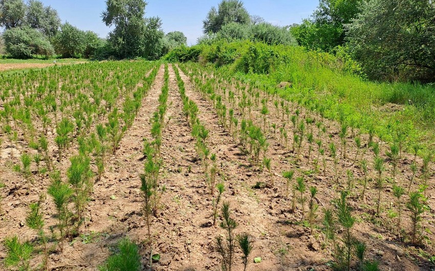 277 hektar meşə fondu ərazisi payız əkini üçün hazır vəziyyətə gətirildi
