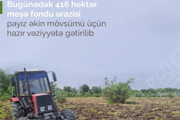 416 hektar meşədə ağac əkiləcək