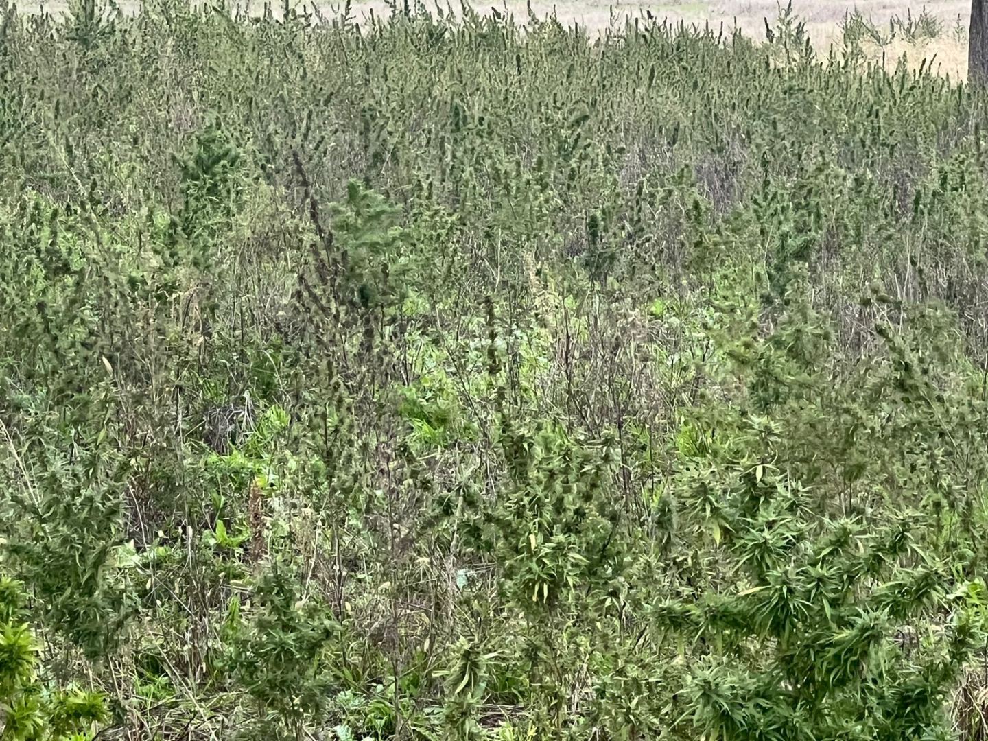 Xocalıda yeni narkotik plantasiyası aşkarlandı
