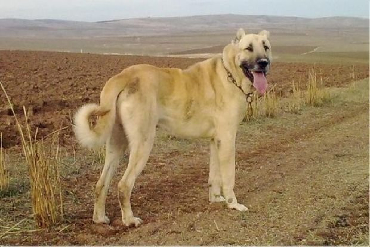 Ceyranbatanda 2 min manatlıq it oğurlandı