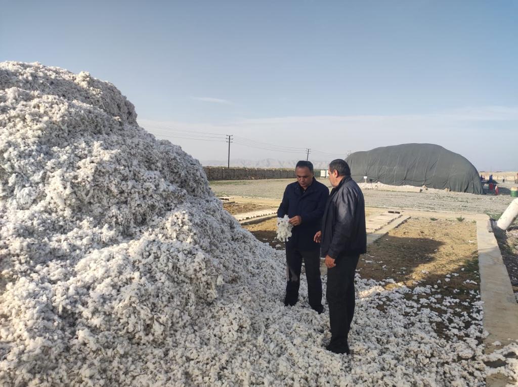 Goranboyda pambıq yığımı - FOTO