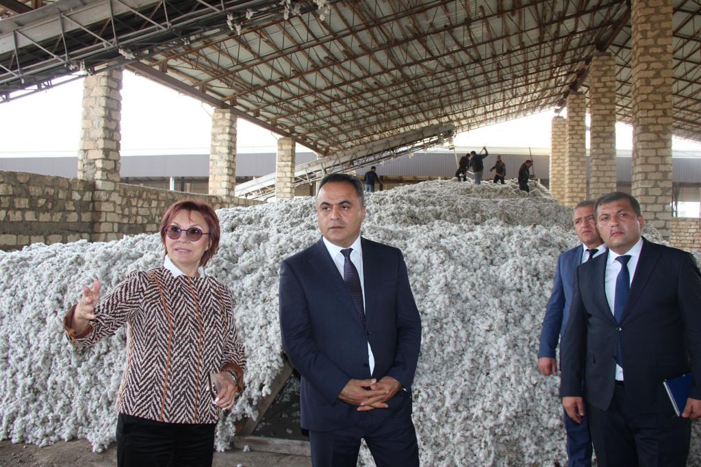 Goranboyda pambıq istehsalında uğurlu nəticə gözlənilir