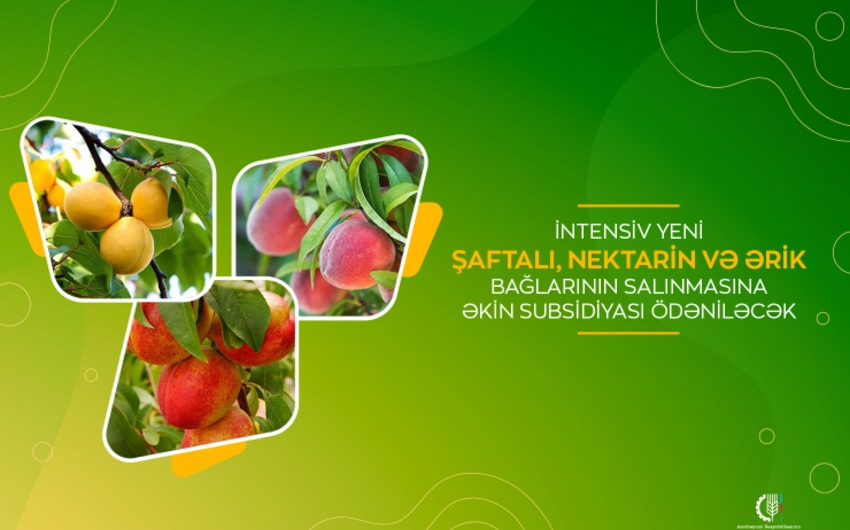 Azərbaycanda meyvə bağları salanlara subsidiya ödəniləcək