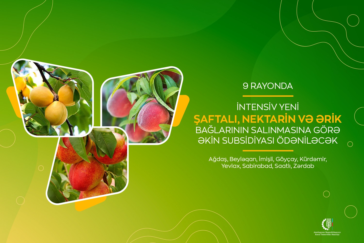 9 rayonda meyvə bağlarının salınmasına subsidiya ödəniləcək
