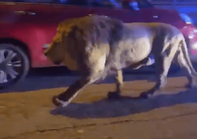 Şir sirkdən qaçdı: Əhali təşvişə düşdü - VİDEO