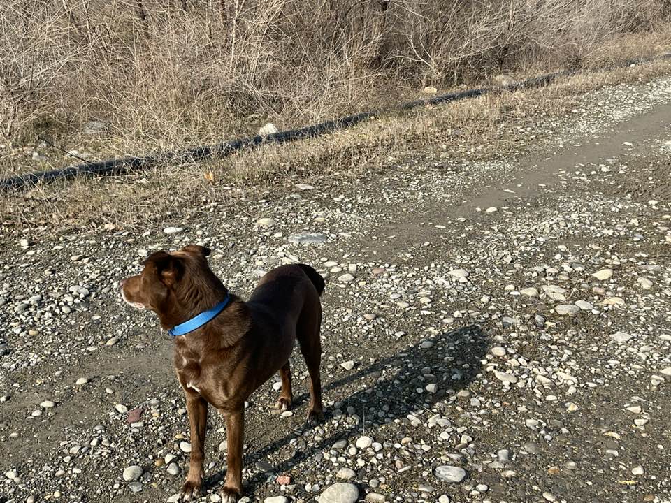 Gürcüstan Prezidentinin iti yoxa çıxdı