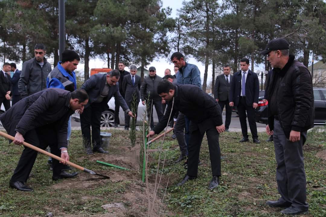 Neftçalada ağacəkmə aksiyası və ümumrayon iməciliyi
