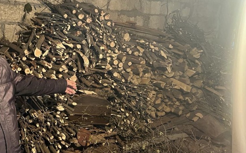 Şamaxıda ağac kəsən şəxs cərimələndi - FOTO