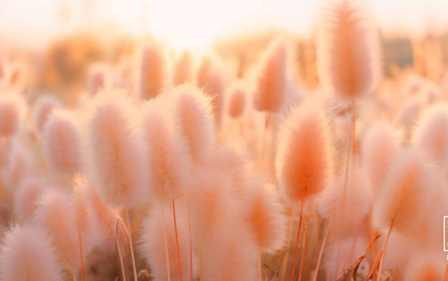 2024-cü ilin rəngi AÇIQLANDI