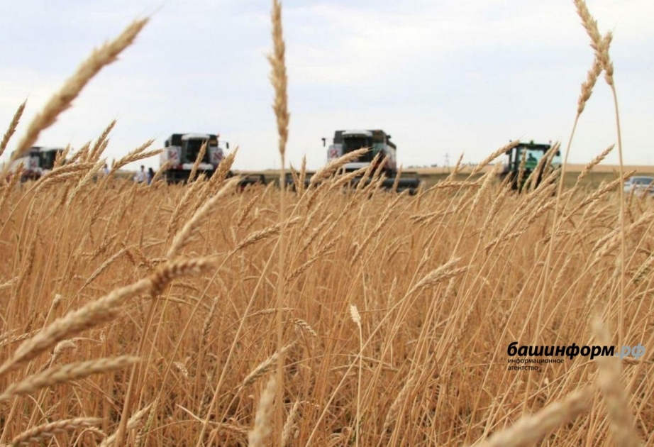 Başqırdıstan Azərbaycana 500 ton buğda göndərdi