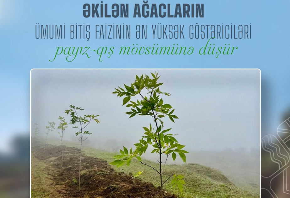 Ağacların bitiş faizi payız-qış aylarında yüksək olur