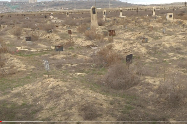 Bakıda dəhşət: heyvanlar məzarların üzərini açdı - VİDEO