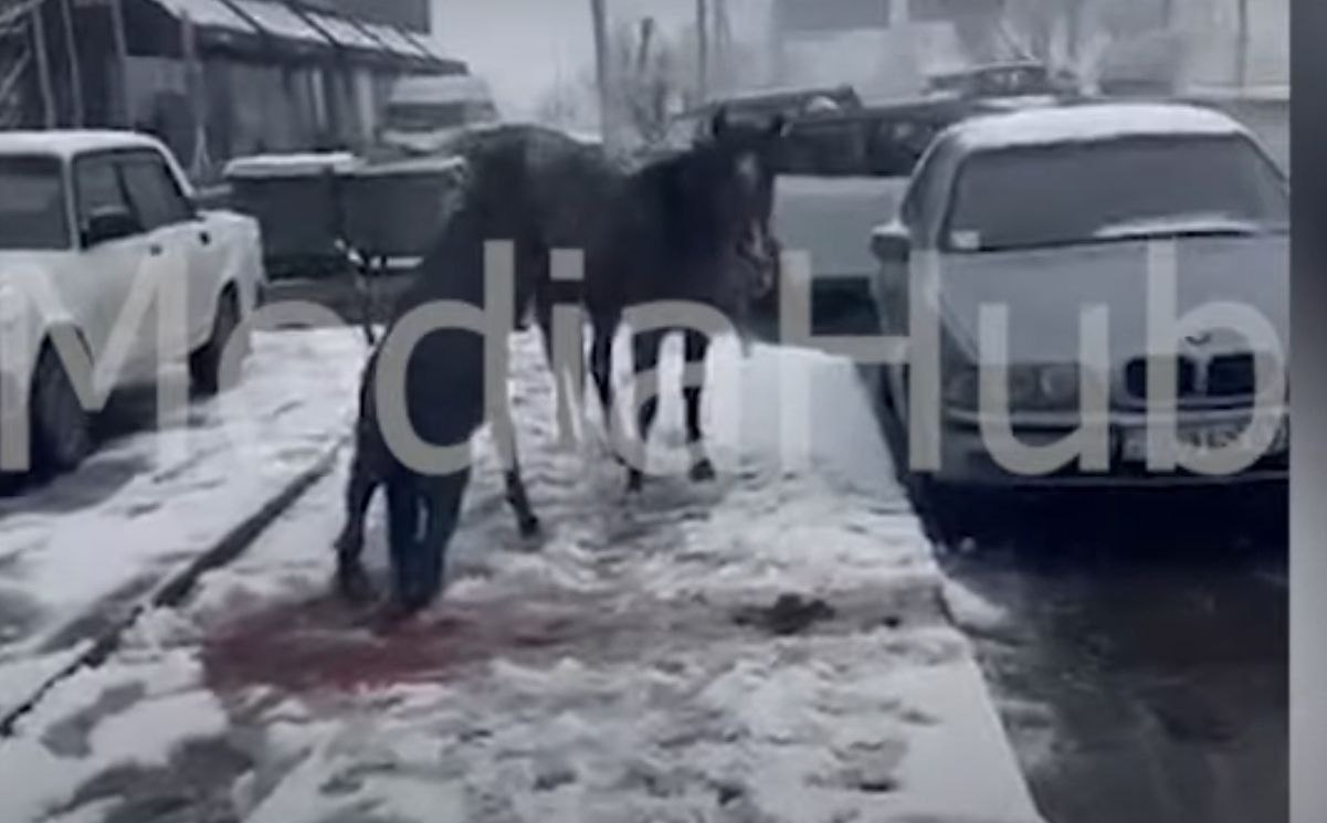 İrəvanda atı maşın vurdu - FOTO