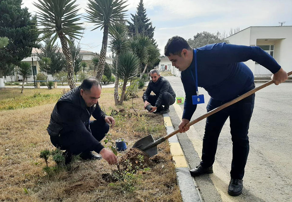 Orduda keçirilən ağacəkmə aksiyaları davam edir - FOTO